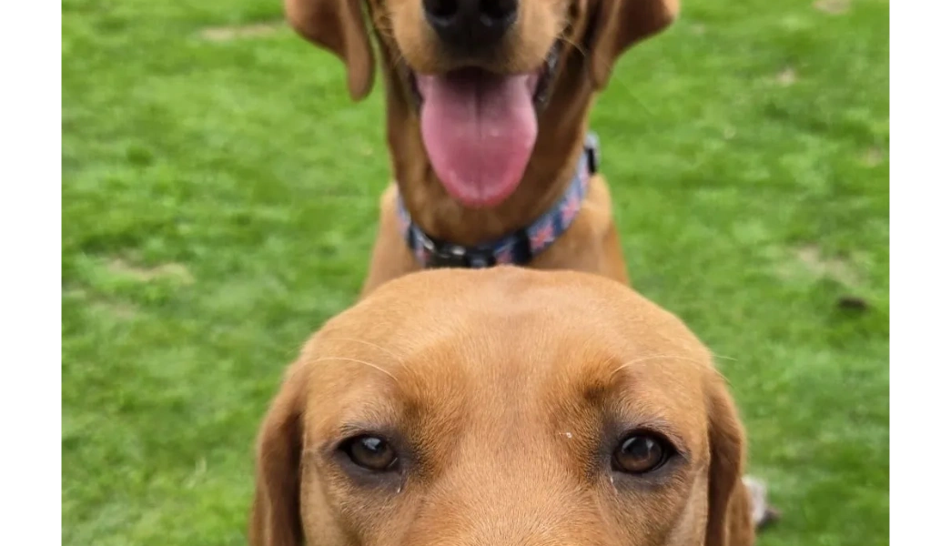 Fran and Roger, the emotional support dogs at Families First Mediation