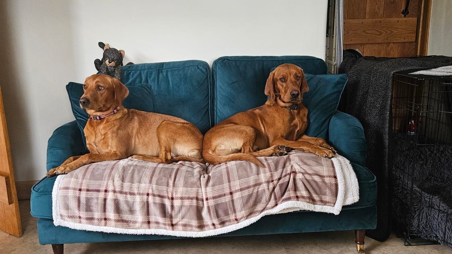 Fran and Roger, the emotional support dogs at Families First Mediation